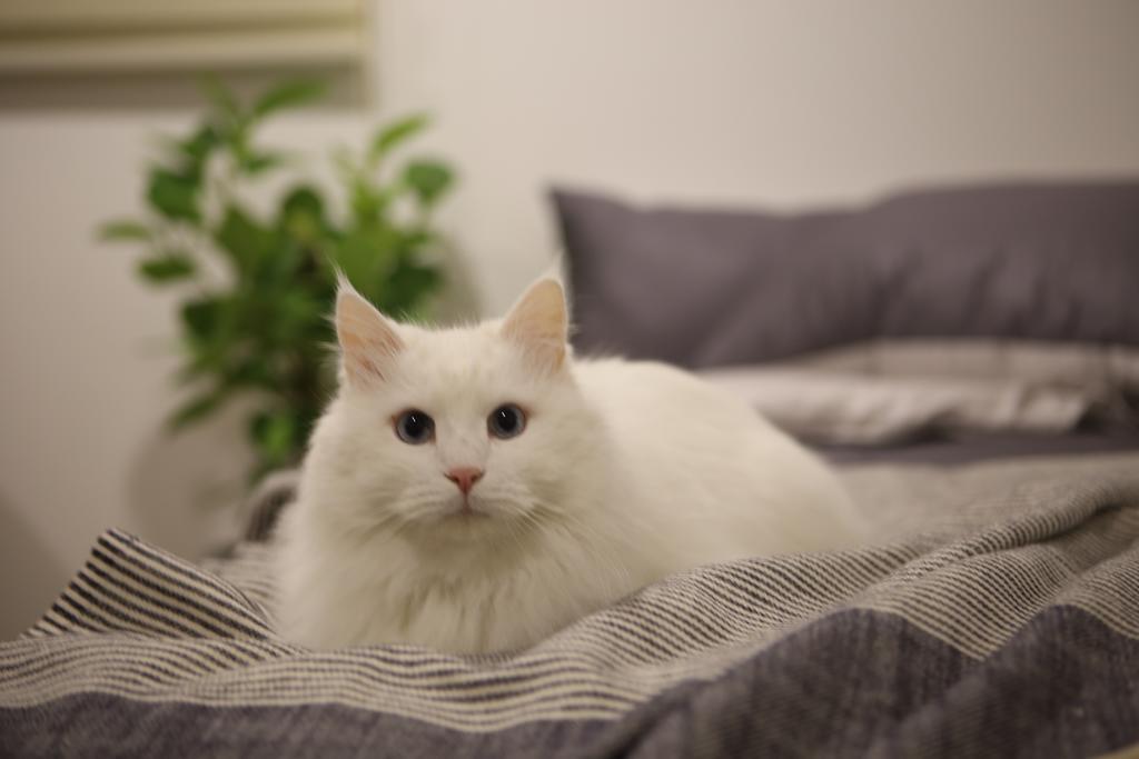 Welcome House Сувон Екстер'єр фото